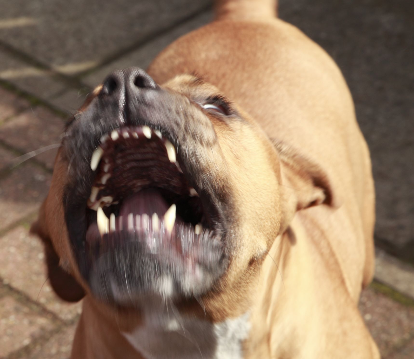 Pitbul - útok psa - agresivní pes