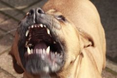 Žena zemřela po útoku pitbulla. Starosta zakázal ve městě nebezpečné psí rasy