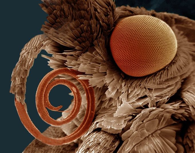 Compound eye and coiled proboscis of a moth (Pyralidae) Compound eye and coiled proboscis of a moth (Pyralidae). Compound eyes are made up of large numbers of individual facets. The proboscis is used as a sucking and feeding organ. SEM X21