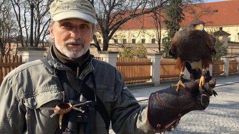 Pražský hrad chrání sokolník už 600 let. Dravci plaší holuby a kuny