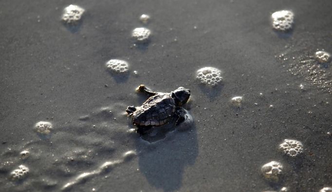 A Loggerhead turtle hatchling makes its way to the surf at Myrtle Beach State Park in Myrtle Beach, South Carolina August 4, 2012 . Volunteers take nest inventories three days after the nests hatch and the empty egg shells are categorized and the information is sent to researchers. Turtle volunteers walk the area's beaches along South Carolina's coast daily during the nesting season, looking for signs of turtle activity and keeping tabs on the progress of the endangered species of turtles that lay their eggs along the coast. Photo taken August 4, 2012. REUTERS/Randall Hill (UNITED STATES - Tags: ANIMALS ENVIRONMENT) Published: Srp. 21, 2012, 12:47 odp.