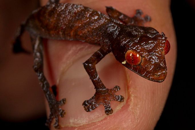 Gekon Uroplatus phantasticus byl prvním mládětem, které se narodilo v letošním roce v zoologické zahradě v San Diegu.