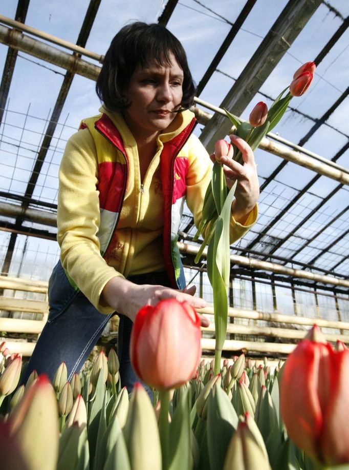 Tulipánový skleník v Krasnojarsku.