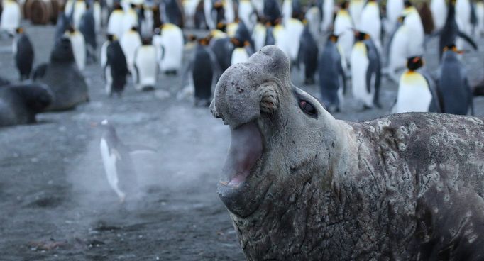 Finalisté fotosoutěže Comedy Wildlife Photography Awards 2018