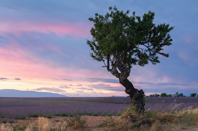 Levandulová pole v Provence, Jižní Francie