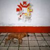 A dog walks past the Olympic snowflake logo on the wall of the Kosevo stadium, the venue of the opening ceremony for the 1984 Winter Olympics in Sarajevo