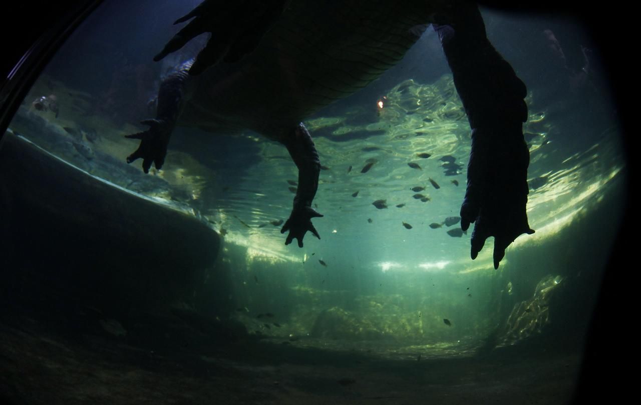 Foto: Podívejte se na jednoho z největších krokodýlů na světě. Váží 700 Kg.