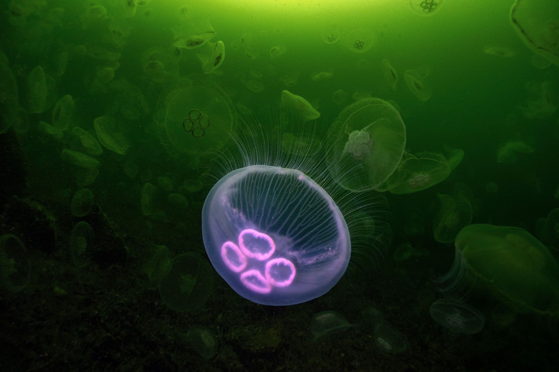 Vítězové soutěže Underwater Photographer of the Year 2024