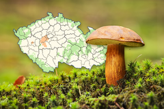 Počasí je a bude na houby. Tady jich najdete nejvíc