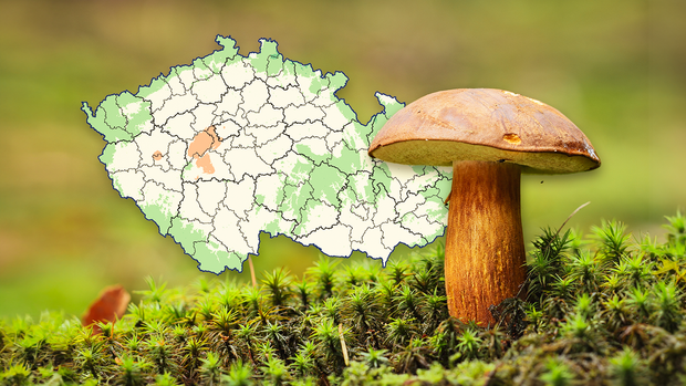 Už je to tady, začíná houbařská sezona. Podívejte se na místa, kde rostou hřiby