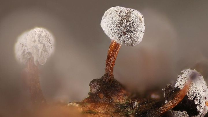 Tohle není sci-fi. Globální oteplování přeje plísni, která rozežírá lidi zevnitř; Zdroj foto: Profimedia.cz