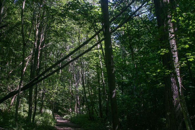 Další obnovovaná oblast má být třeba na Blanicku. Ročně se ČSOP podaří zrekonstruovat na pět až šest lokalit.