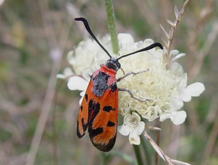 Vřetenuška pozdní