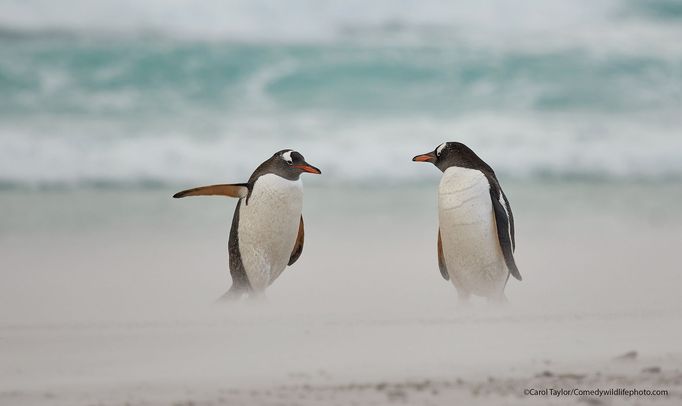 Finalisté fotografické soutěže Comedy Wildlife Photography Awards 2021