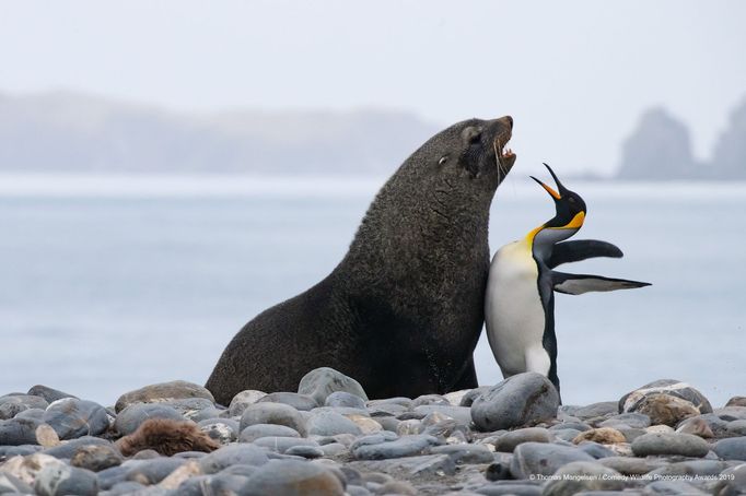 Finalisté soutěže Comedy Wildlife Photography Awards 2019