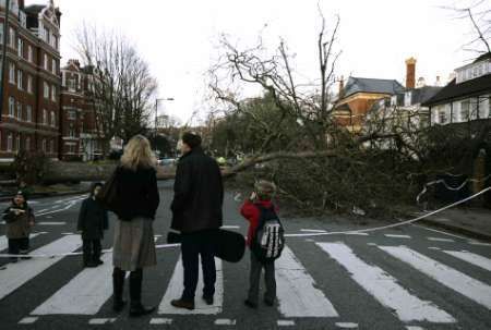 Padlý strom na Abbey Road