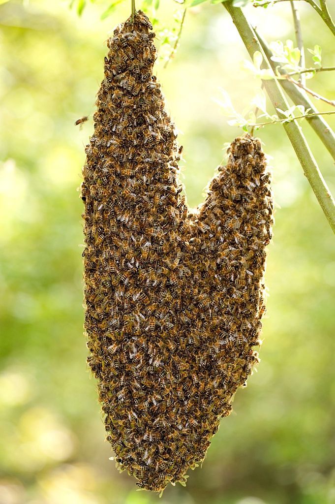 Obrazem: Fascinující podoby symbolu srdce v přírodě