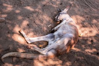 Spící klokan. Ilustrační snímek