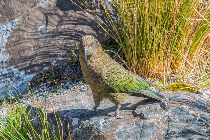 Papoušci nestor kea byli pozorováni, jak si hrají s předměty, honí se bez zjevného důvodu a „škádlí“ jiná zvířata. Zároveň jsou schopni chápat pravděpodobnost.