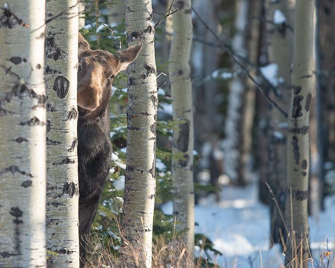 Finalisté fotosoutěže Comedy Wildlife Photography Awards 2018