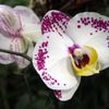 Orchideje v botanické zahradě