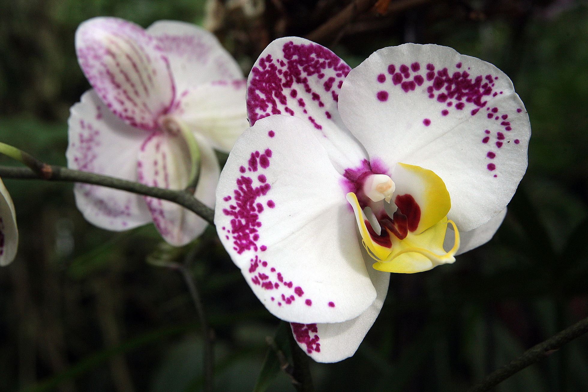 Orchideje v botanické zahradě