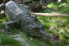 V pražské zoo zemřela samice gaviála. Měla zánět