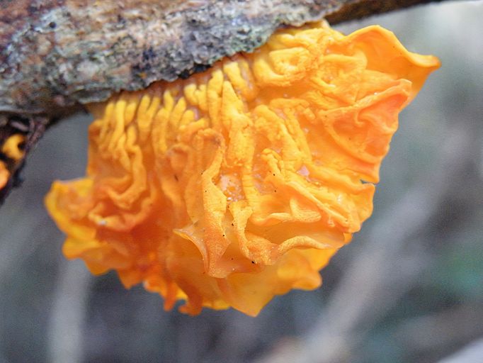 Rosolovka mozkovitá (Tremella mesenterica)