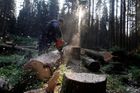 Dřevorubci přerušili kácení na Šumavě, kůrovce hubí vir