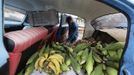 Luis Salgado, nicknamed Chucho, picks corn to buy from the back of a vendor's car at a market in the village of Sagua La Grande in central Cuba, March 2, 2013. Chucho was granted a U.S. visa based on his father's status as legal resident in Texas, and he was reunited in Miami with his father, Jesus Salgado, who had escaped Cuba on a frail boat ten years earlier. The Salgados are among many Cubans taking advantage of Cuba's new travel policy in place since last January, which allows citizens to leave the country with just a passport and no need for much-hated exit visas required since 1961. Picture taken March 2, 2013. REUTERS/Desmond Boylan (CUBA - Tags: POLITICS SOCIETY) Published: Dub. 11, 2013, 2:06 odp.