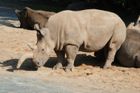 Čeští nosorožci mají spasit svět. Jedou do Afriky