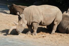 Čeští nosorožci mají spasit svět. Jedou do Afriky