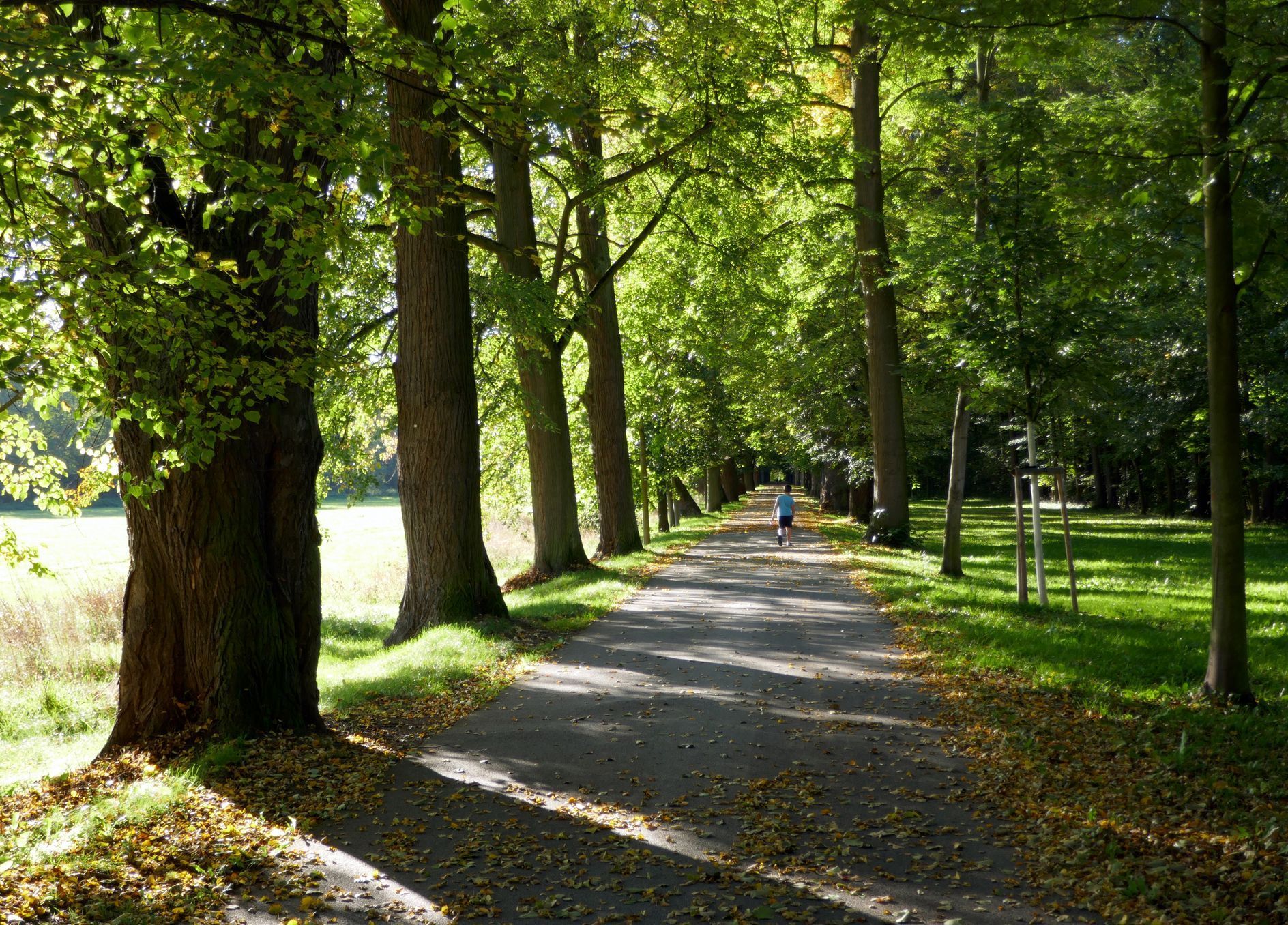 Soutěžní snímky Alej roku 2022