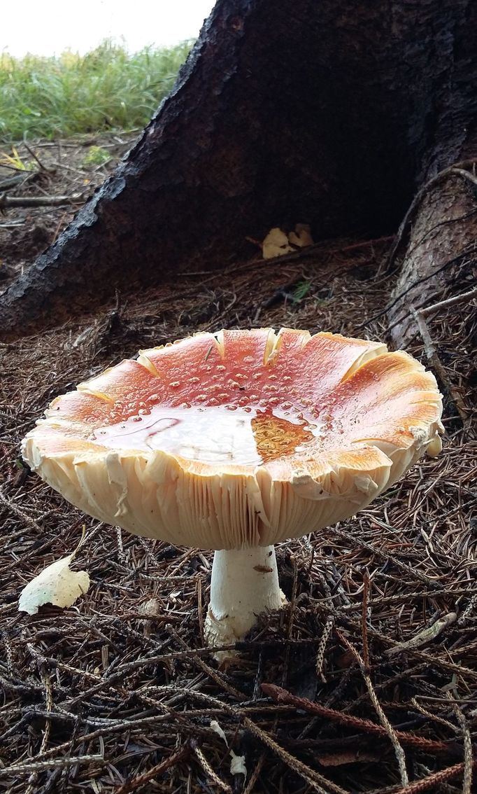 Snímek zaslala Blanka Chlebková z Uherského Brodu.