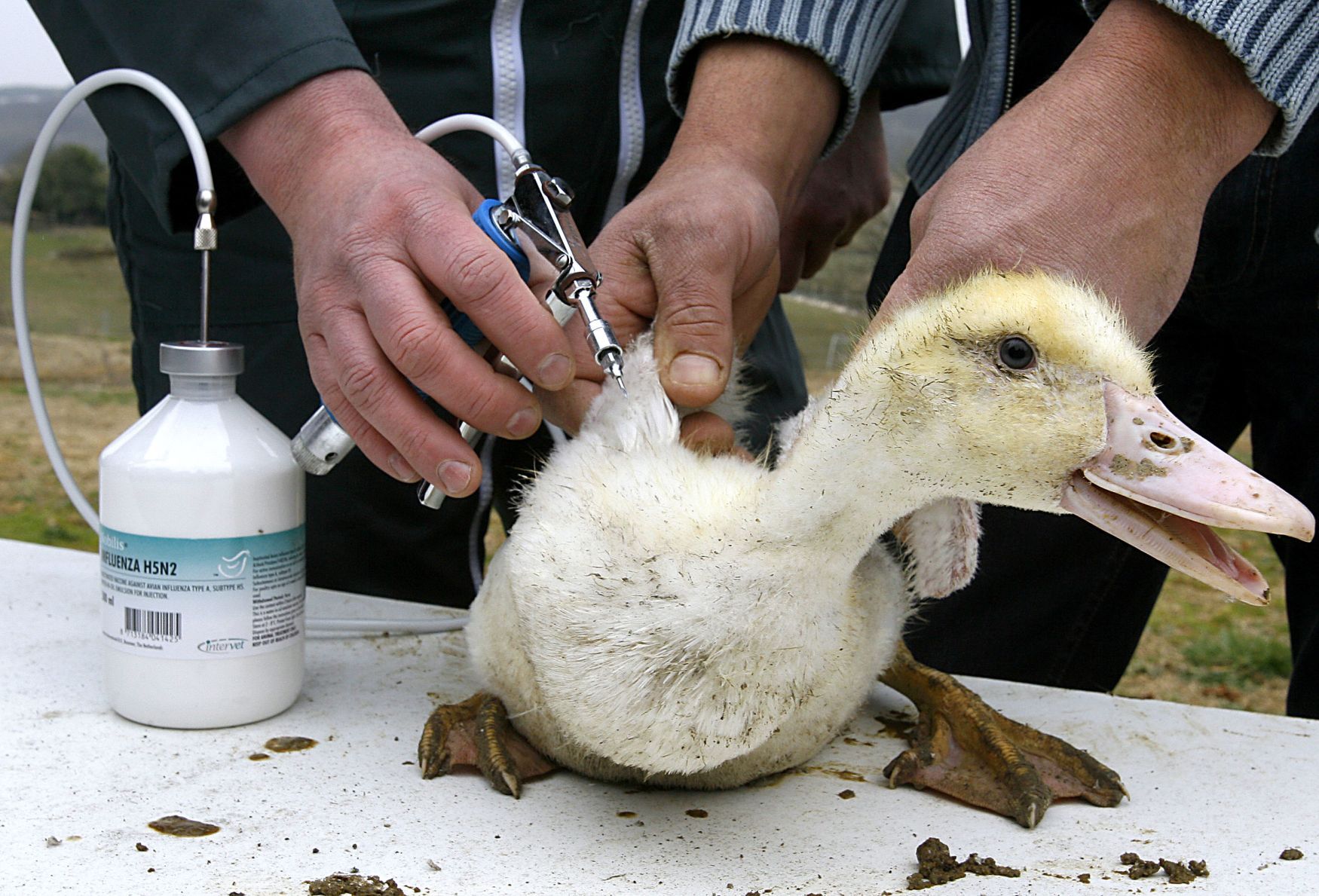 Očkování proti ptačí chřipce na francouzské kachně