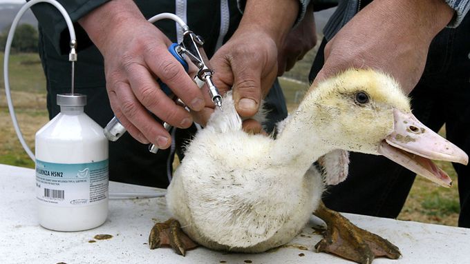 Očkování proti ptačí chřipce na francouzské kachně
