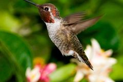 Kolibřík je rychlejší než stíhačka, tvrdí výzkum