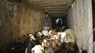 Middle East News - April 1, 2013 April 1, 2013 - Rafah, Gaza Strip, Palestinian Territory - Palestinian workers drive sheeps through a smuggling tunnel between the Hamas-ruled Gaza Strip and Egypt in the southern Gaza Strip city of Rafah on April 4, 2013. The Egyptian army started to knock down Gaza smuggling tunnels last month after a high Egyptian court has urged the authorities in Cairo to tear down all the tunnels along the borders between Gaza and Egypt. Ismail Haniyeh discussed the Prime Minister of the Gaza government with Egyptian President Mohammed Mursi, a few days before the issue of smuggling tunnels