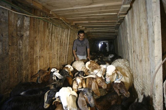 Middle East News - April 1, 2013 April 1, 2013 - Rafah, Gaza Strip, Palestinian Territory - Palestinian workers drive sheeps through a smuggling tunnel between the Hamas-ruled Gaza Strip and Egypt in the southern Gaza Strip city of Rafah on April 4, 2013. The Egyptian army started to knock down Gaza smuggling tunnels last month after a high Egyptian court has urged the authorities in Cairo to tear down all the tunnels along the borders between Gaza and Egypt. Ismail Haniyeh discussed the Prime Minister of the Gaza government with Egyptian President Mohammed Mursi, a few days before the issue of smuggling tunnels