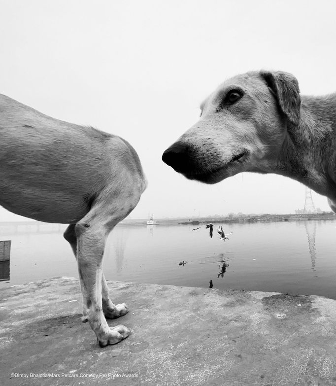 Veselé fotky domácích mazlíčků ze soutěže Mars Petcare Comedy Pet Photography Awards 2020