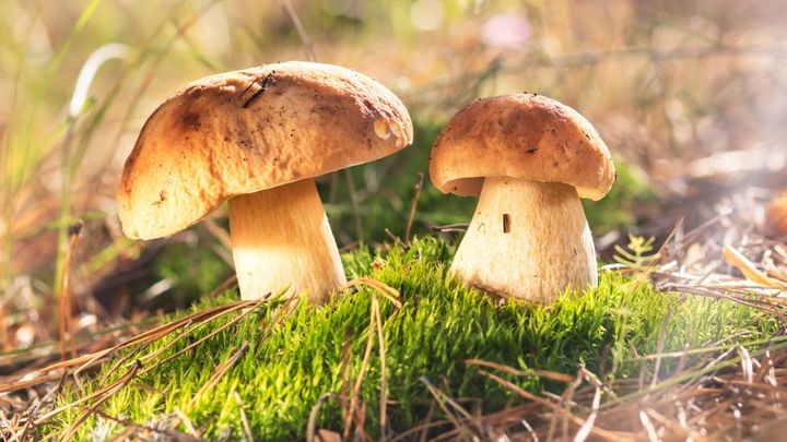 Kde byly bouřky, může houbař uspět. Zalévat houby je ale marná práce, říká mykoložka
