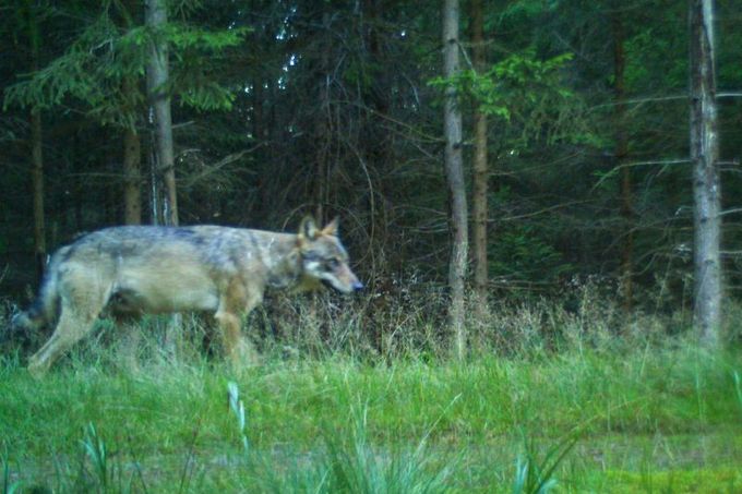Vlk obecný. Záběr z fotopasti instalované na území CHKO – Brdy (výřez ze snímku)
