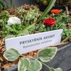 Výstava květin Předjaří, Pražský Hrad