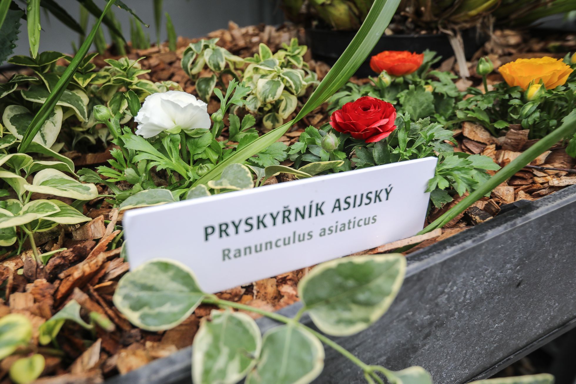 Výstava květin Předjaří, Pražský Hrad