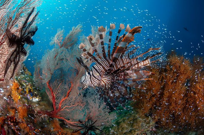 Vítězové soutěže Underwater Photographer of the Year 2024