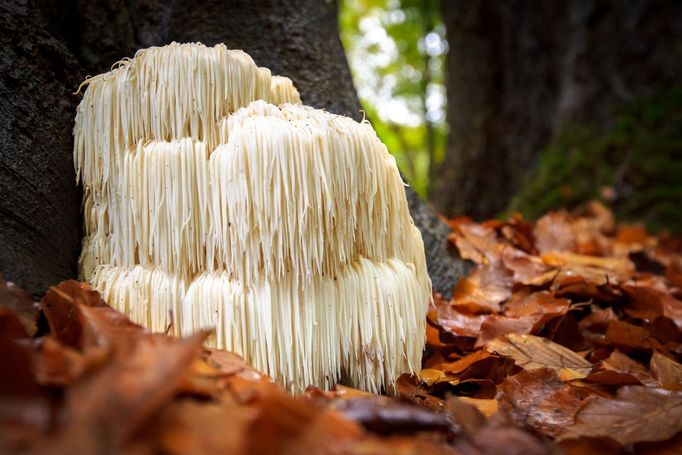 Korálovec ježatý (Hericium erinaceus)