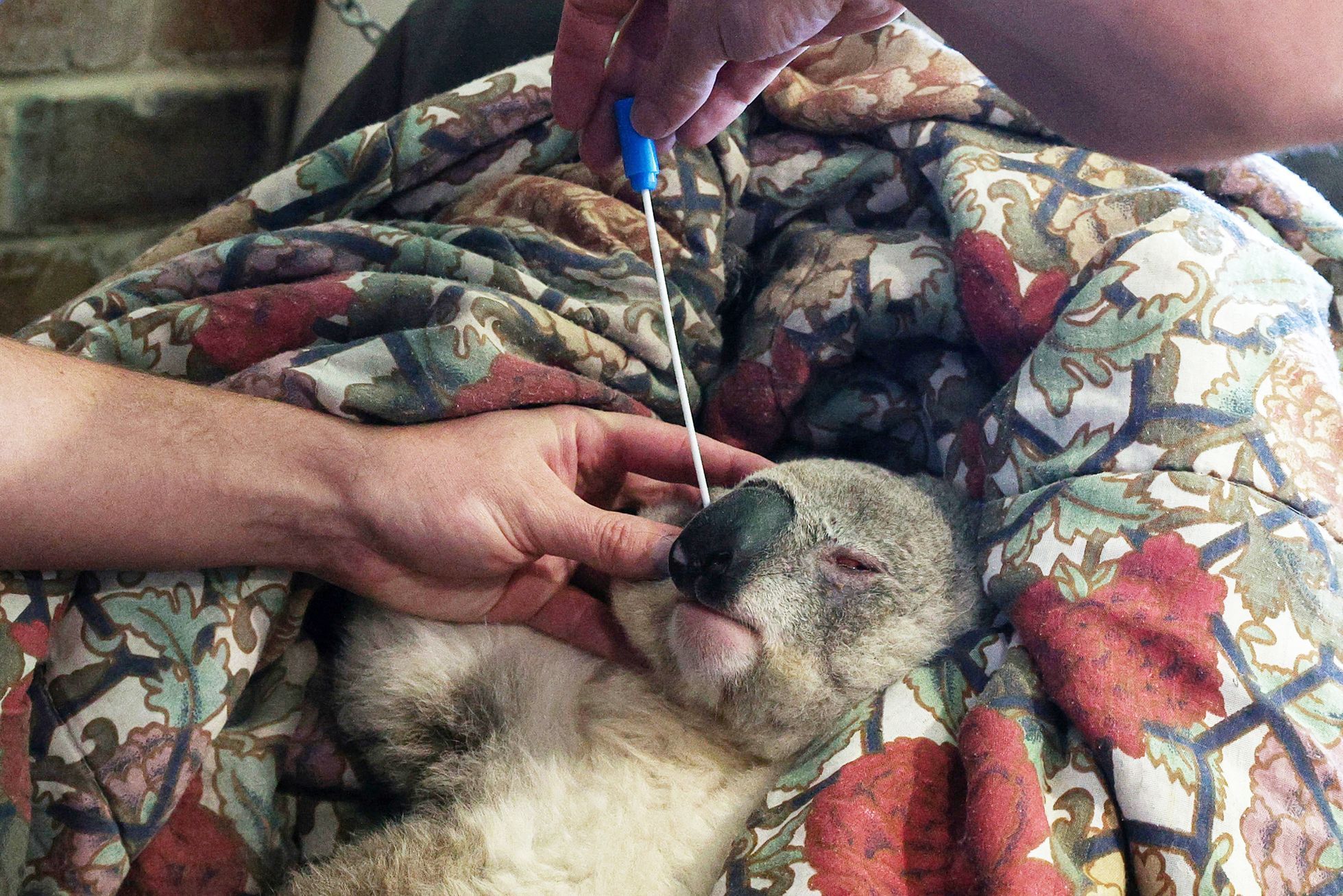 Jednorázové užití / Fotogalerie / Spása koal, která vám zachrání den