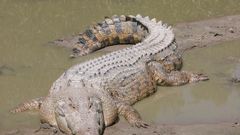 Krokodýl