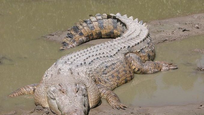 Krokodýl mořský uplaval za 25 dní 590 kilometrů
