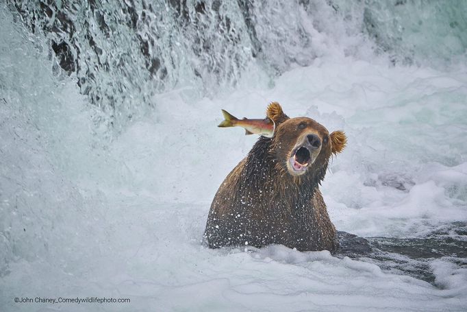 Finalisté soutěže Comedy Wildlife Photography Awards 2022